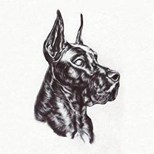 Great Dane - Alpha Dog