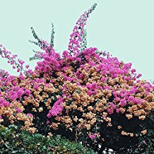 Jay Som - Turn Into (180G/Fuschia vinyl)